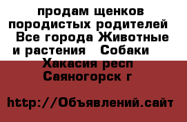 продам щенков породистых родителей - Все города Животные и растения » Собаки   . Хакасия респ.,Саяногорск г.